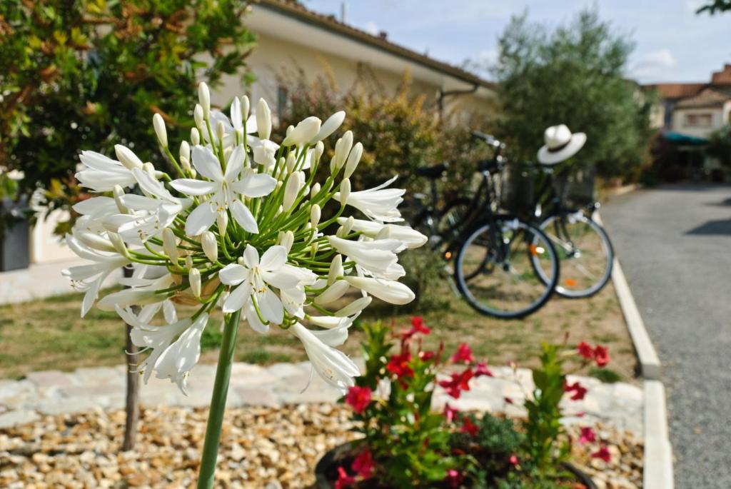 Logis Hotel L'Oliveraie Коняк Екстериор снимка